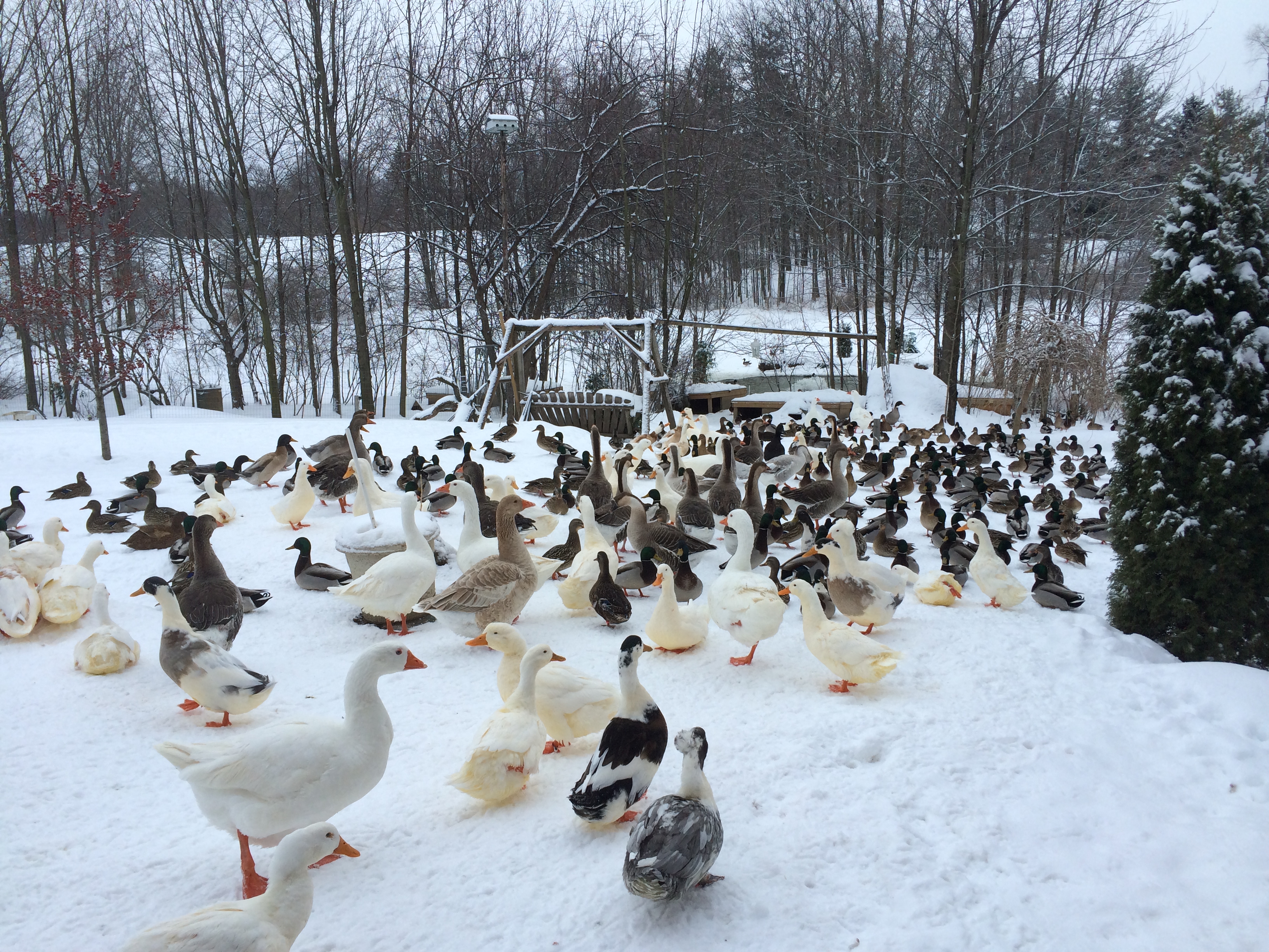 Duke Michigan Duck Rescue and Sanctuary