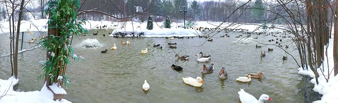 The pond at Michigan Duck Rescue and Sanctuary