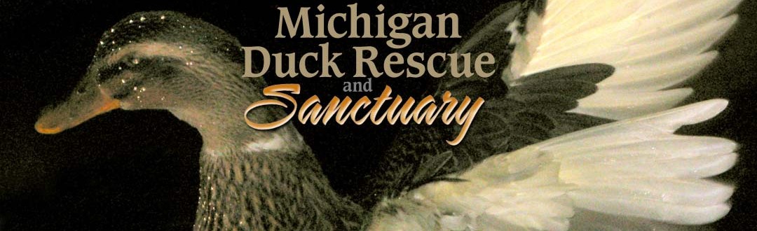Michigan Duck Rescue and Sanctuary