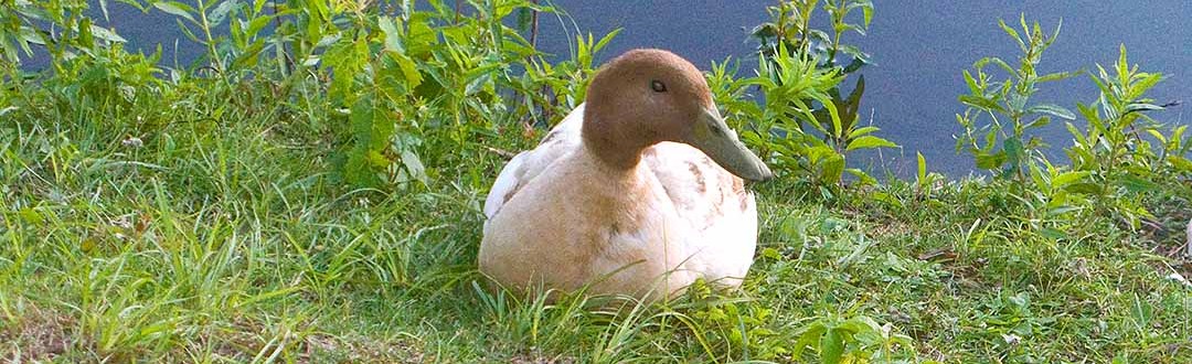 Domestic ducks are often dumped in city ponds