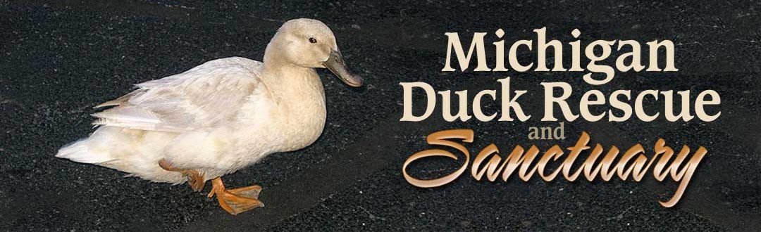 Injured domestic ducks can receive medical attention
